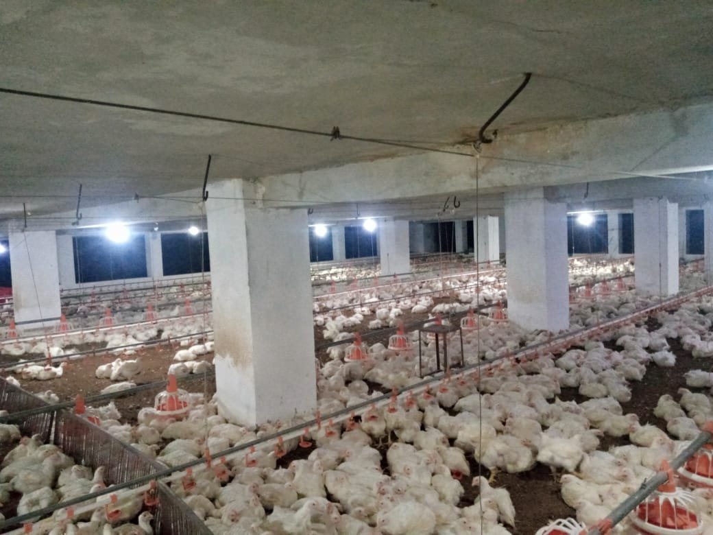 Inside the chick shed