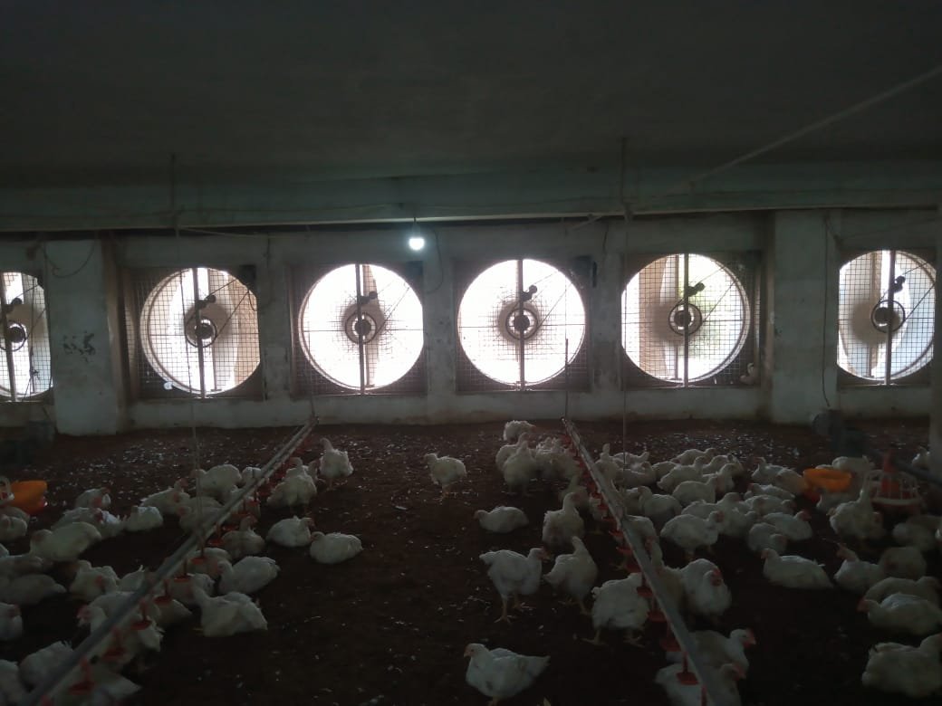 Chick shed feeding area